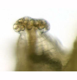 Agromyza viciae larva,  anterior spiracle,  lateral