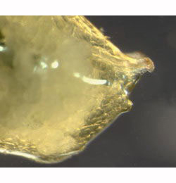 Agromyza viciae larva,  posterior,  lateral