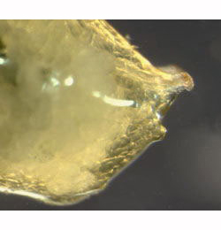 Agromyza viciae larva,  posterior,  lateral