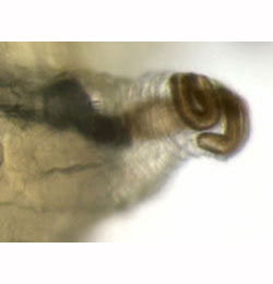 Agromyza viciae larva,  posterior spiracle,  lateral