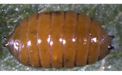Agromyza viciae puparium