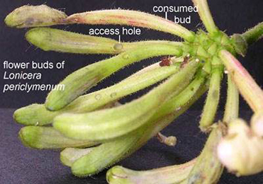 Feeding signs of Alucita hexadactyla on Lonicera periclymenum