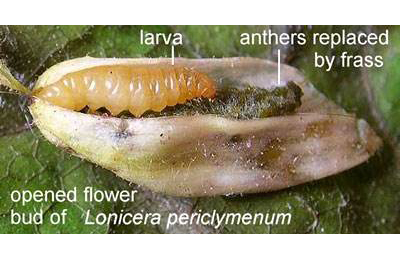 Larva of Alucita hexadactyla on opened flower bud of Lonicera periclymenum