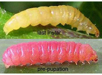 Larvae of Alucita hexadactyla on Lonicera periclymenum