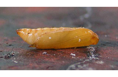 Larvae of Alucita hexadactyla on Lonicera periclymenum