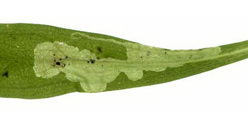 Mine of Amauromyza gyrans on Campanula rapunculus