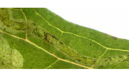 Mine of Amauromyza labiatarum on Ajuga reptans