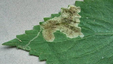 Mine of Amauromyza labiatarum on Lamium album