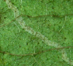 Mine of Amauromyza labiatarum