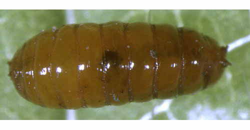 Amauromyza labiatarum puparium