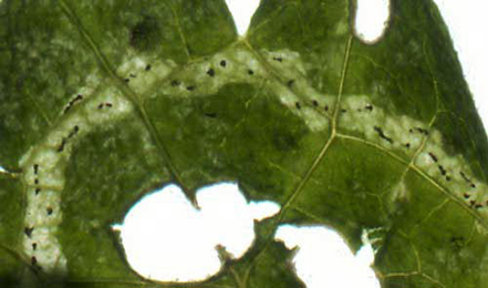 Mine of Amauromyza morionella on Ballota nigra
