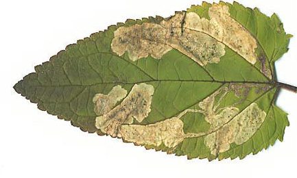 Mines of Amauromyza verbasci on Scrophularia nodosa