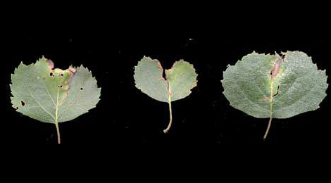 Mines of Anoplus plantaris on Betula pubescens