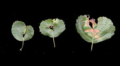 Mines of Anoplus plantaris on Betula pubescens