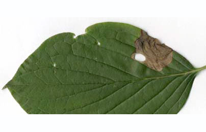 Mine of Antispila metallella on Cornus sanguinea