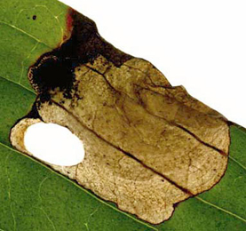 Mine of Antispila metallella on Cornus sanguinea