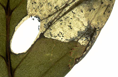 Mine of Antispila metallella on Cornus sanguinea