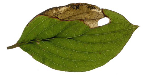 Mine of Antispila metallella on Cornus 