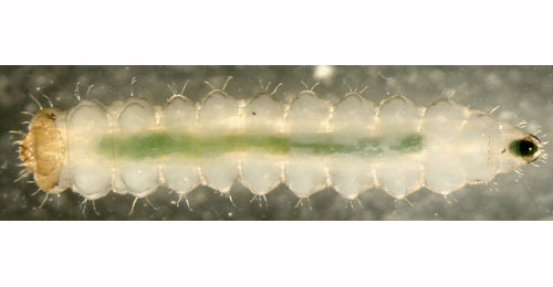 Antispila metallella larva,  dorsal