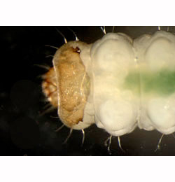 Antispila metallella larva,  dorsal