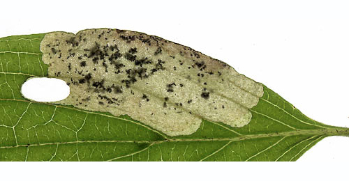 Mine of Antispila treitschkiella on Cornus mas