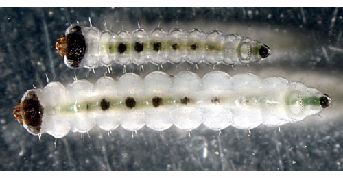 Antispila treitschkiella young and old larvae,  dorsal