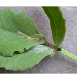 Mine of Aproaerema anthyllidella on Medicago cf lupulina