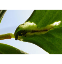 Mine of Aproaerema anthyllidella on Medicago cf lupulina