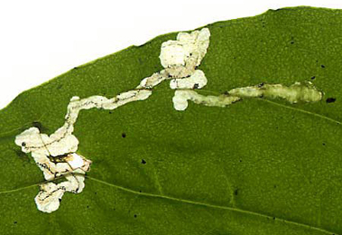 Mine of Apteropeda orbiculata on Plantago major