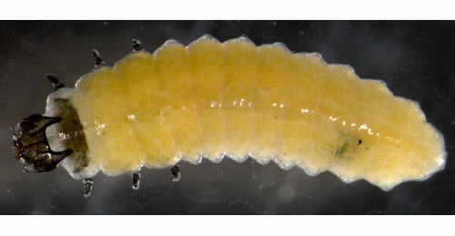 Apteropeda orbiculata larva,  dorsal