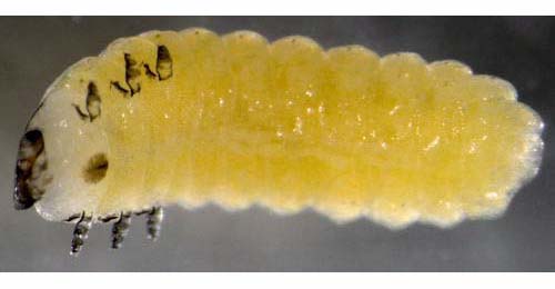 Apteropeda orbiculata larva,  ventral