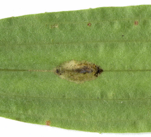 Mine of Aspilapteryx tringipennella on Plantago lanceolata