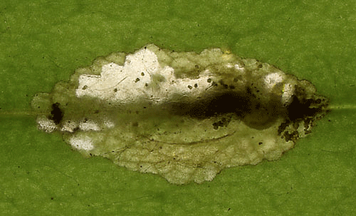 Mine of Aspilapteryx tringipennella on Plantago lanceolata