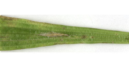 Mine of Aspilapteryx tringipennella on Plantago lanceolata