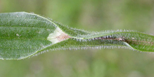 Mine of Aspilapteryx tringipennella on Plantago lanceolata