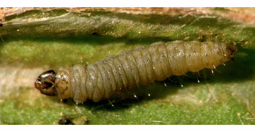 Aspilapteryx tringipennella larva