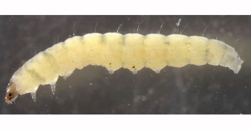 Aspilapteryx tringipennella larva,  lateral