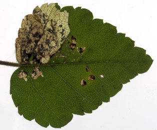 Mine of Atemelia torquatella on Betula pubescens