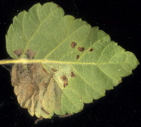 Mine of Atemelia torquatella on Betula pubescens