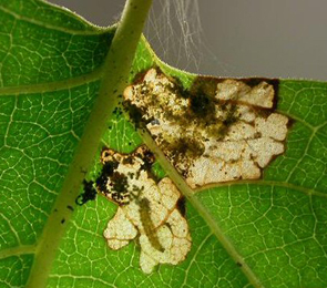 Mine of Atemelia torquatella on Betula 