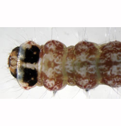 Atemelia torquatella larva,  dorsal