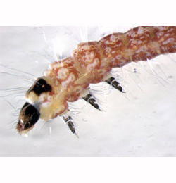 Atemelia torquatella larva,  lateral