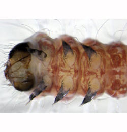 Atemelia torquatella larva,  ventral
