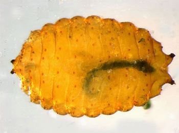Aulagromyza cornigera puparium