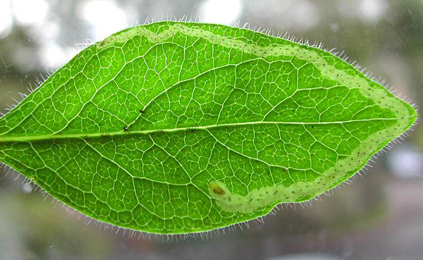 Mine of Aulagromyza hendeliana on Lonicera periclymenum