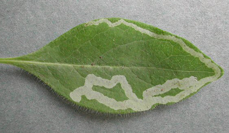 Mine of Aulagromyza hendeliana on Lonicera periclymenum