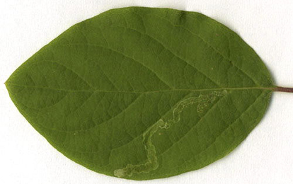 Mine of Aulagromyza luteoscutellata on Lonicera periclymenum