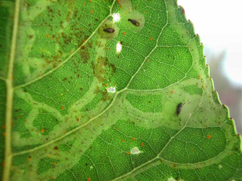 Mine of Aulagromyza populi on Populus nigra