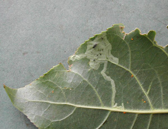 Mine of Aulagromyza populi on Populus nigra