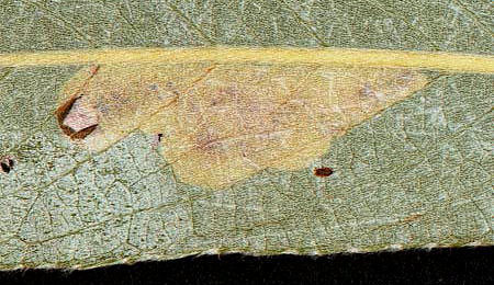 Mine of Aulagromyza tridentata on Salix alba